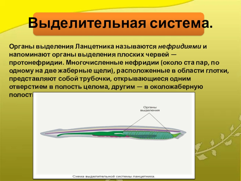 Тип хордовые ланцетник презентация 7 класс биология