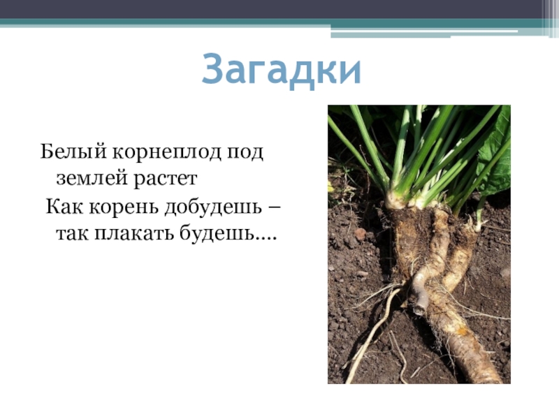 Что росло под. Загадка про корень. Загадки о корне растения. Загадка про корень растения. Загадки о корнях, корневых системах.