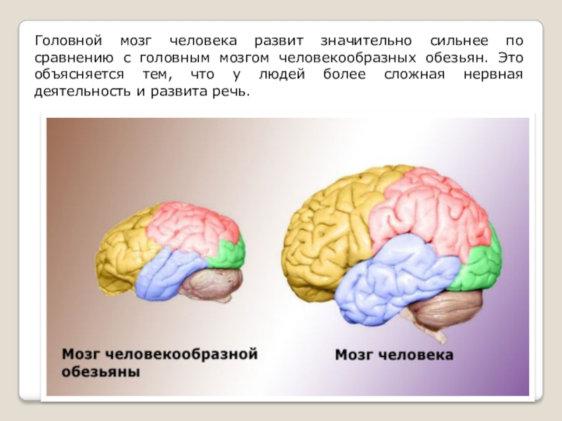 Головной мозг 8 класс видеоурок