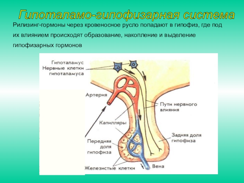 Где возникло образование. Гипоталамо-гипофизарная система. Гипофиз строение и гормоны. Гипофиз функции. Рилизинг гормоны тропные гормоны.