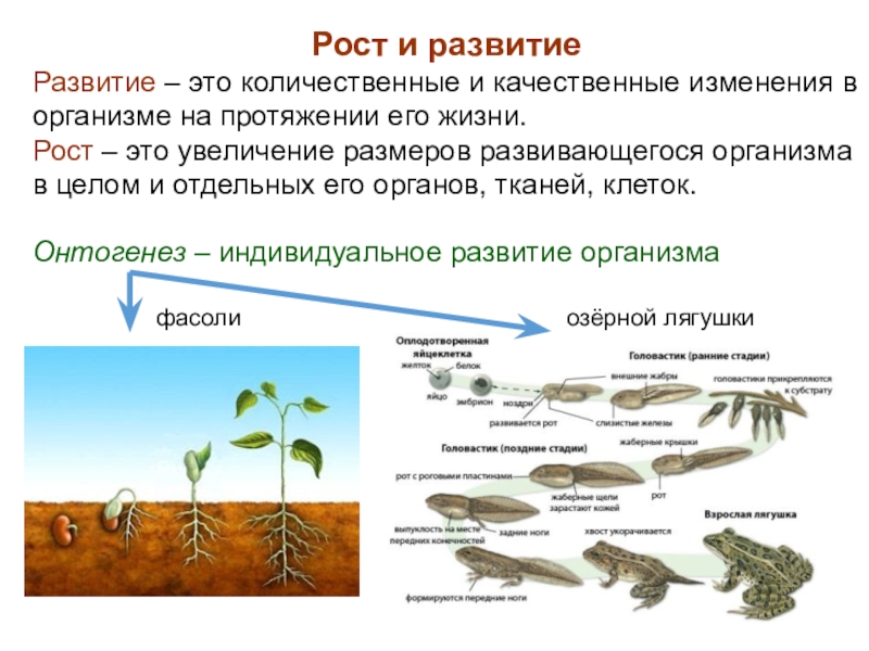 В каких областях происходит развитие. Рост и развитие. Количественные изменения растений. Качественные изменения в росте\. Качественные изменения организма это.