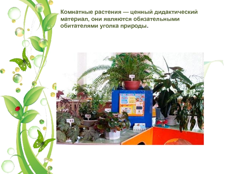 Комнатные растения — ценный дидактический материал, они являются обязательными обитателями уголка природы.