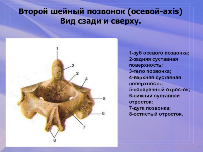 Второй позвонок. Второй шейный позвонок осевой. Второй шейный позвонок эпистрофей. Строение с2 позвонка. Второй шейный позвонок осевой Axis.