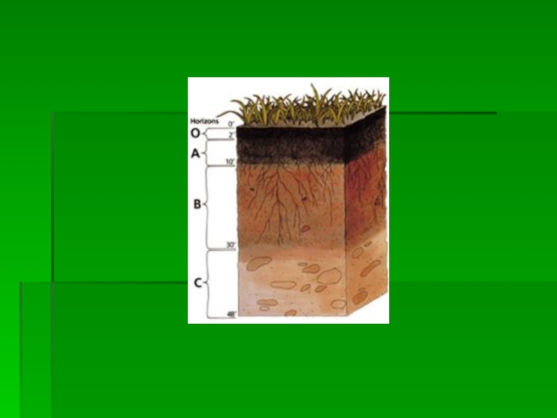 Почва окружающий. Макет разреза почвы. Разрез почвы из пластилина. Разрез почвы нашего края. Луговая почва в разрезе.