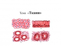 Презентация по анатомии и физиологии человека на тему Ткани