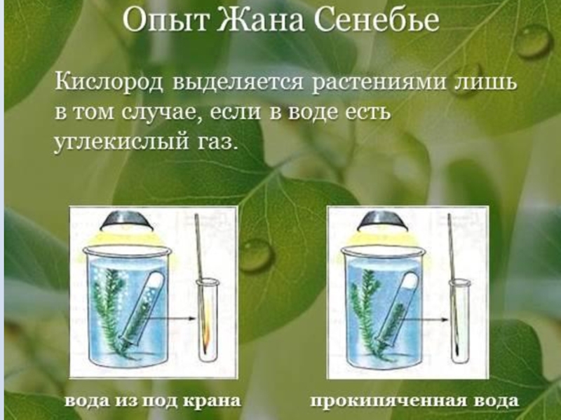 В изображенном на рисунке опыте экспериментатор поместил в колбу семена гороха и добавил воды