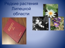 Презентация Редкие растения Липецкой области