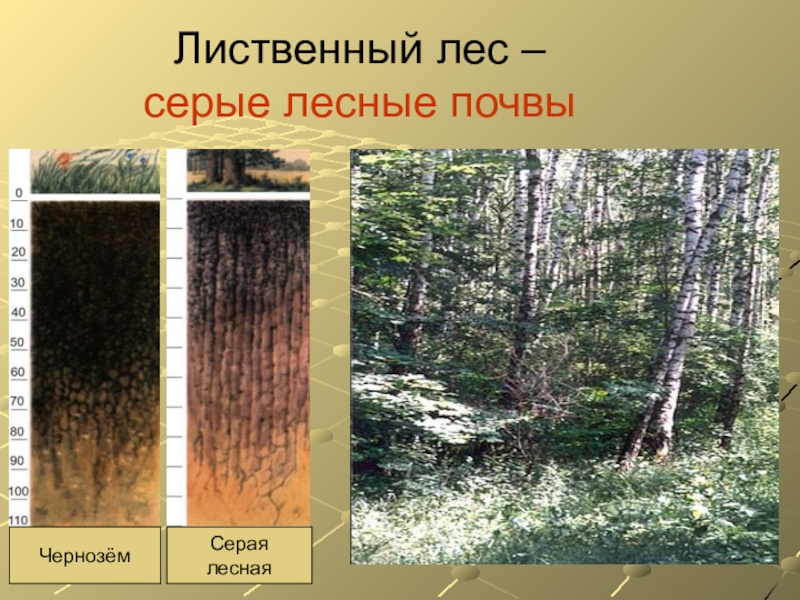 Типы почв характерны для смешанных лесов