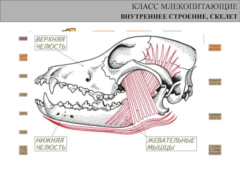 Рисунок млекопитающего 7 класс