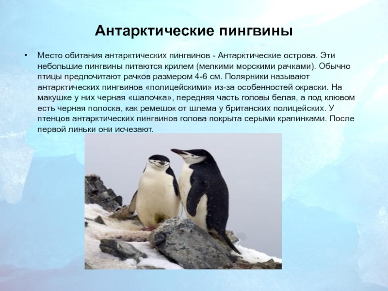   Антарктические пингвины Место обитания антарктических пингвинов - Антарктические острова. Эти небольшие пингвины питаются крилем (мелкими морскими