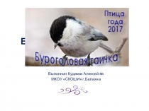Презентация Пухляк - птица 2017 года