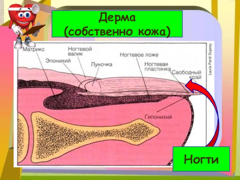 Кожа презентация 8 класс