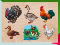 Презентация к занятию Домашние птицы для подготовительной группы