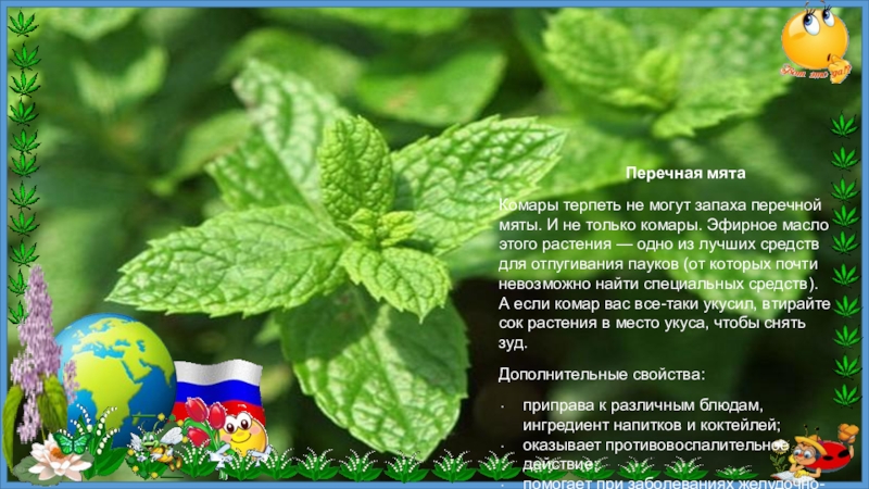 мята для мужчин влияние. почему нельзя мяту. почему нельзя мяту. мята для мужчин влияние на потенцию у мужчин. почему мужчинам нельзя мяту.