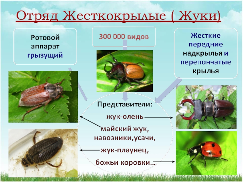 Презентация класс насекомые 7 класс биология пасечник