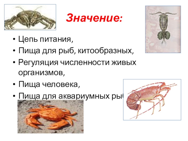 Ракообразные особенности строения и жизнедеятельности. Цепь питания ракообразных. Пищевая цепочка с ракообразными. Класс ракообразные питание. Членистоногие которые служат пищей для человека.