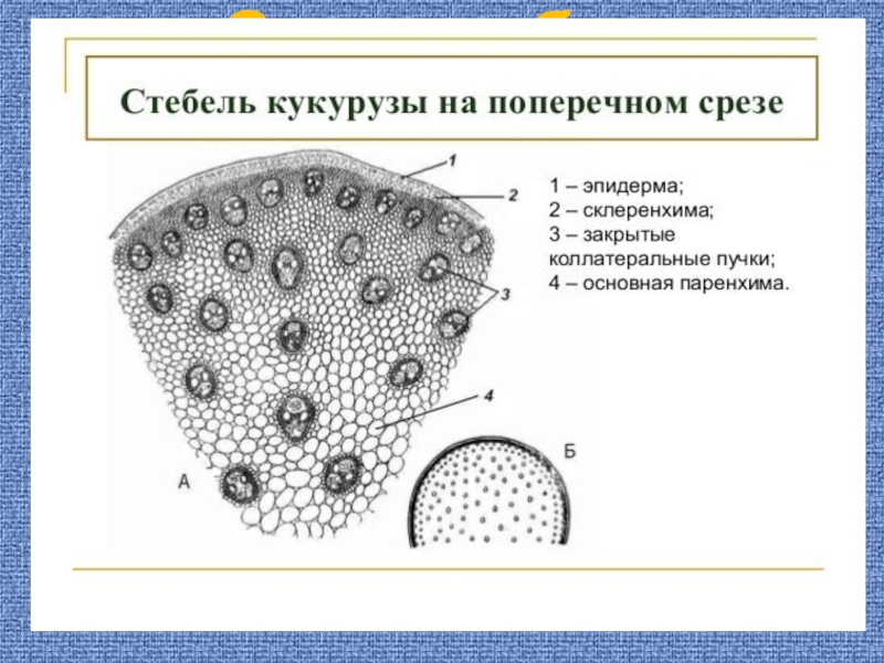 На рисунке изображено поперечное сечение. Поперечный срез стебля кукурузы. Поперечный разрез стебля кукурузы. Строение однодольного стебля кукурузы. Продольный разрез стебля кукурузы.