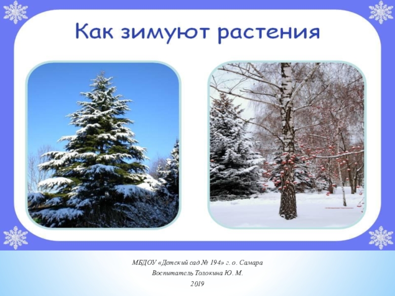 Жизнь растений зимой 2 класс презентация. Растения зимой презентация. Растения зимой презентация 1 класс. Растения зимой 1 класс окружающий мир. Визитные карточки растений зимой.