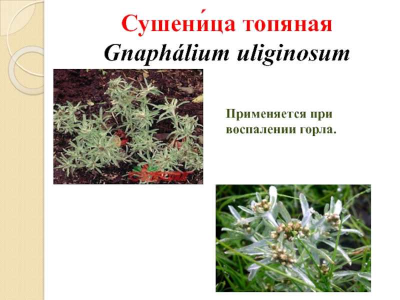 Сушени́ца топяная Gnaphálium uliginosumПрименяется при воспалении горла.