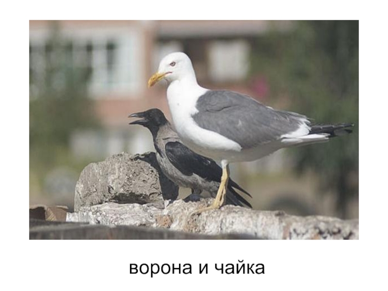 Чайка против вороны. Вороны и чайки. Ворон и чайка. Ворона против чайки. Ворон чайка.
