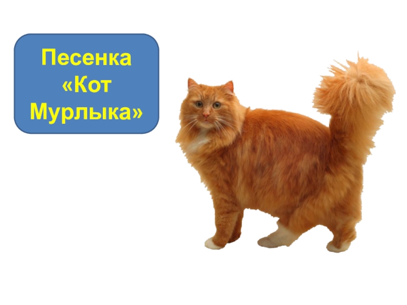 Песни про кошек слушать. Кот Мурлыка. Рыжий кот Мурлыка. Кот Мурлыка текст. Песни кот Мурлыка.