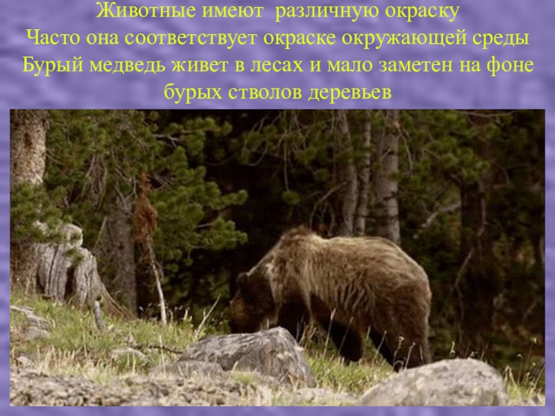 В каком лесу живет медведь. Какие животные имеют бурую окраску. В чаще медведи жили. Звери имея. Большой молодой медведь бежал по лесу.