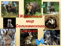 Презентация по биологии Животный мир Соликамского района