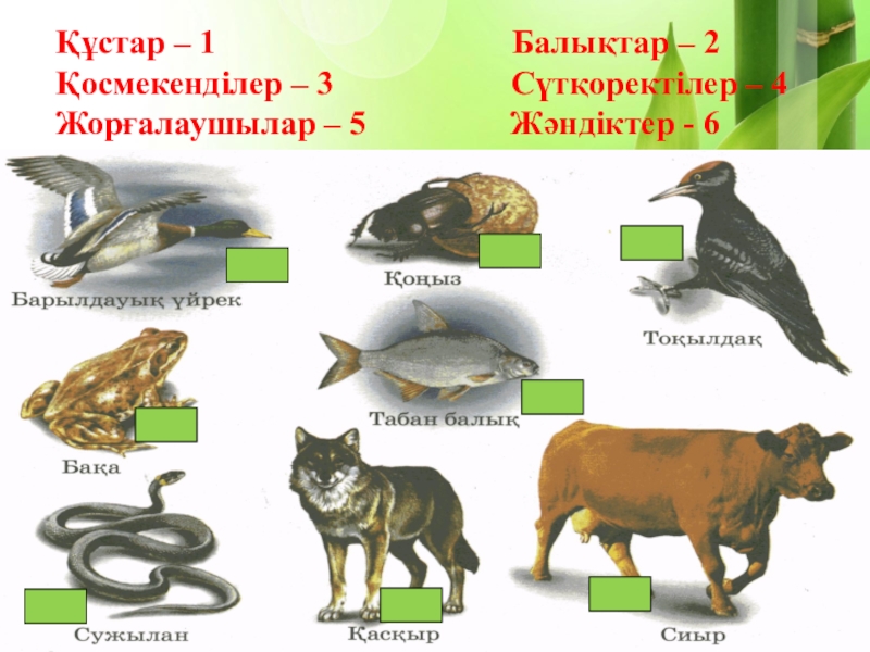 Сүтқоректілер класы презентация