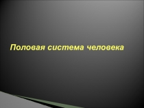 Презентация Половая система человека
