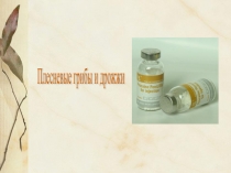 Плесневые грибы и дрожжи