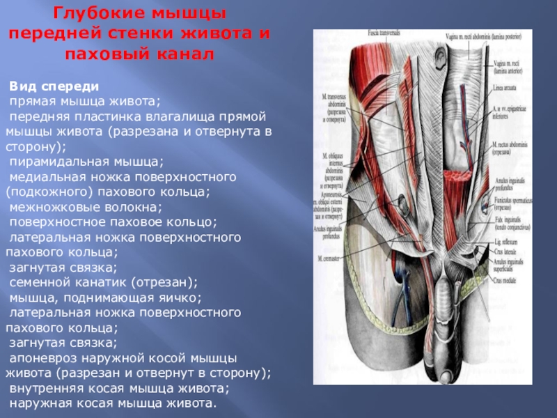 Мышцы передней стенки