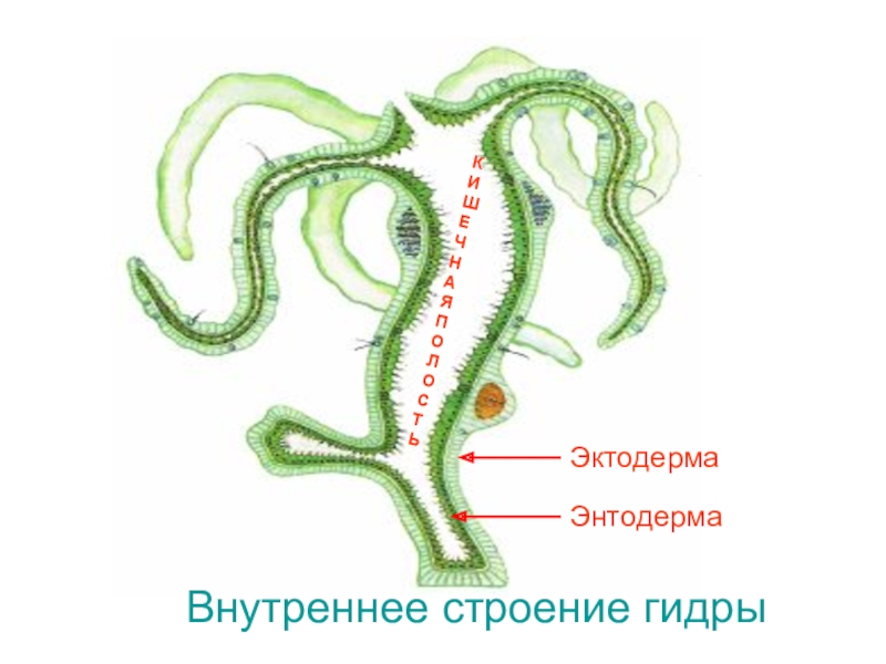 Внутреннее строение гидры. Гидра стебельчатая строение. Гидра стебельчатая внутреннее строение. Внутреннее строение гидры пресноводной. Гидра Пресноводная внутренне строение.