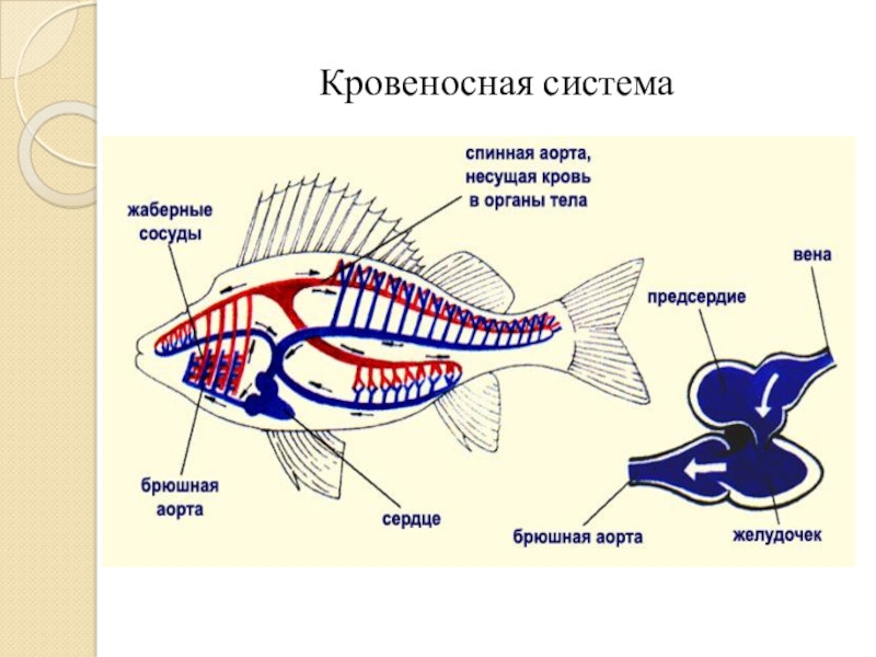 Внутреннее строение рыбы схема для детей