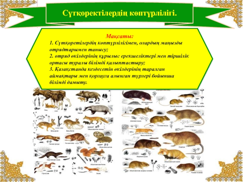 Сүтқоректілер класы презентация