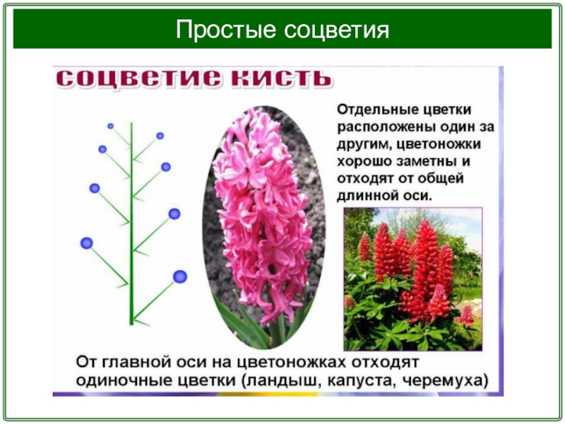 Презентация на тему соцветия