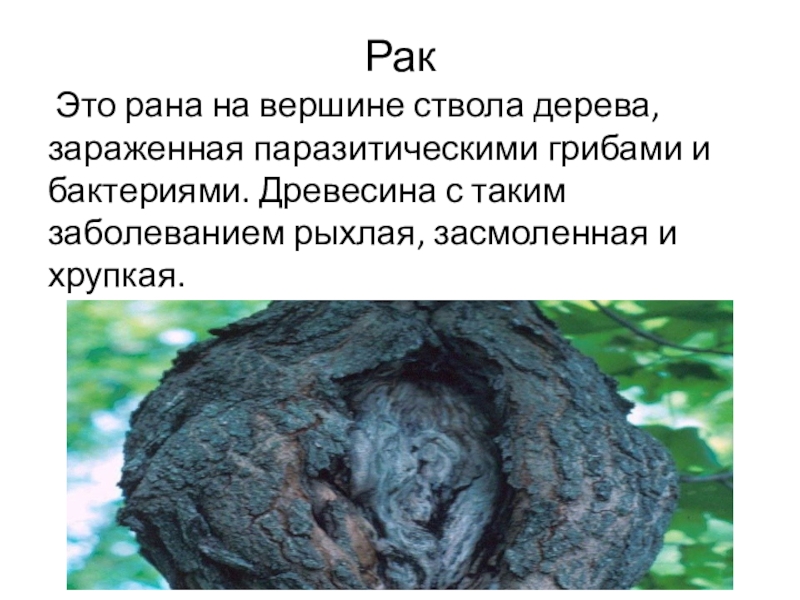 Рак Это рана на вершине ствола дерева, зараженная паразитическими грибами и бактериями. Древесина с таким заболеванием рыхлая,