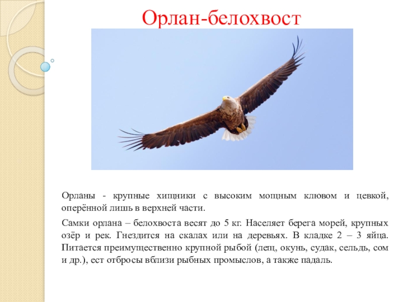 Орел 4 класс. Орел описание для детей 1 класса. Сообщение о Орлане. Хищные птицы 3 класс. Хищные птицы 3 класс окружающий мир.