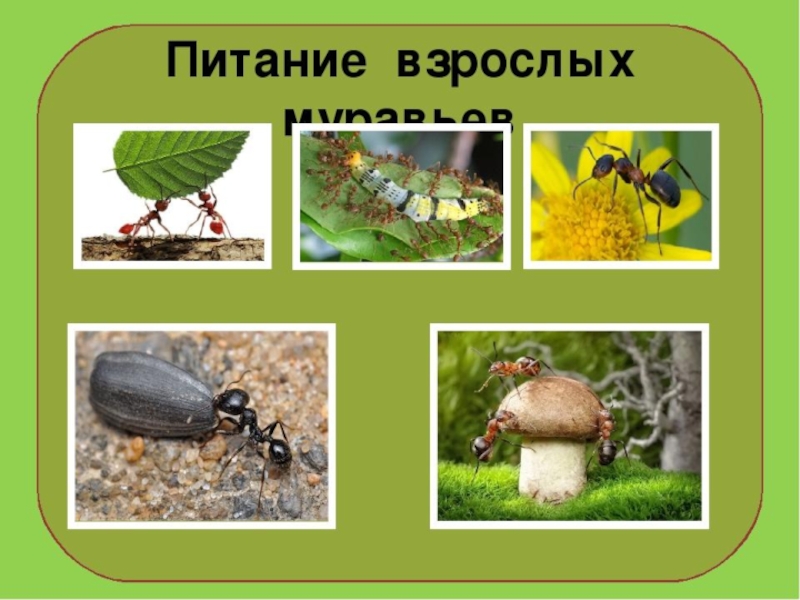 Чем питаются насекомые. Муравьи питание. Чем питаются муравьи. Как питаются насекомые для детей. Чем питаются муравьи картинки.