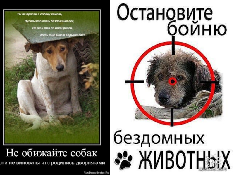 Бездомные собаки в городской среде и опасность для здоровья человека проект экология