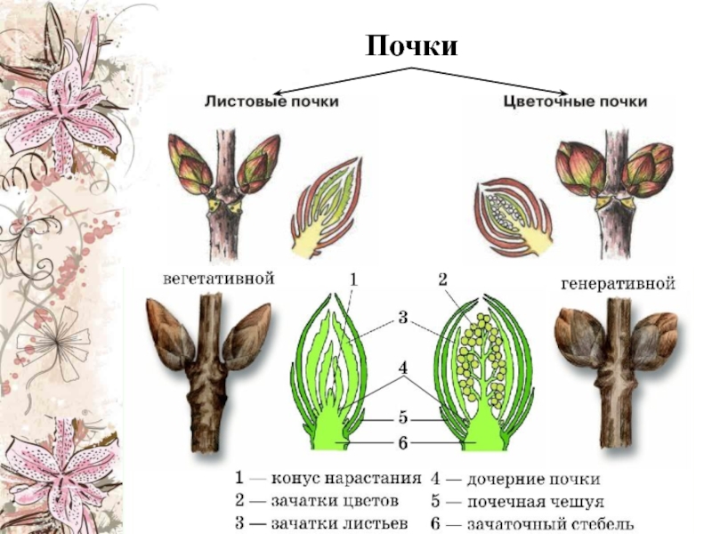 Почка биология 6 класс. Строение побега ботаника. Побег биология. Строение побега ЕГЭ. Побег по биологии 6 класс.