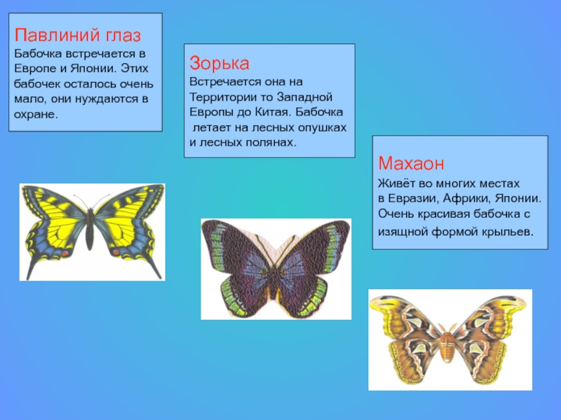 Презентация на тему бабочки 1 класс