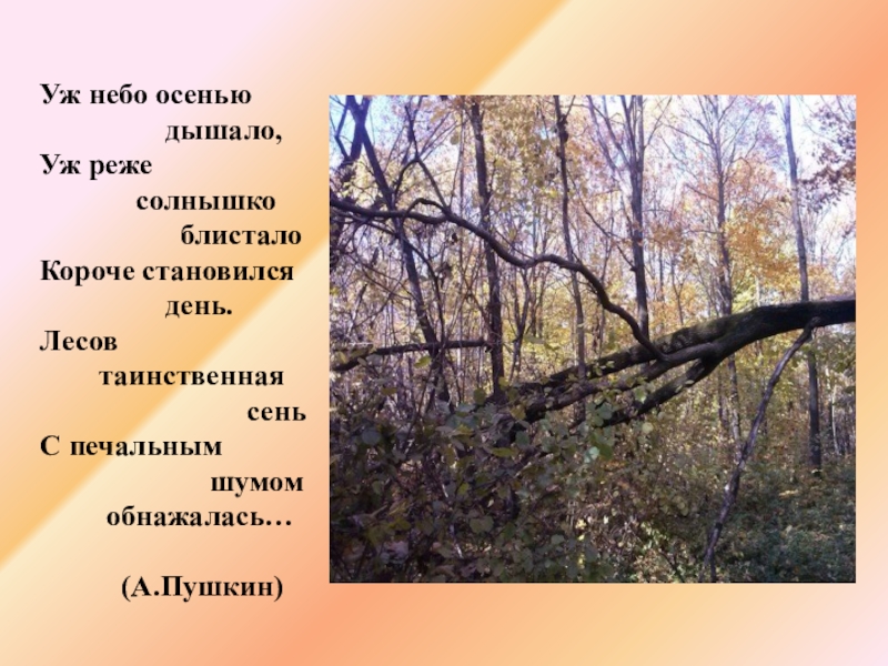 Лесов таинственная сень с печальным шумом. Пушкин Таинственная сень. Лесов Таинственная сень с печальным шумом обнажалась стих. Таинственная лесов сень уж реже.