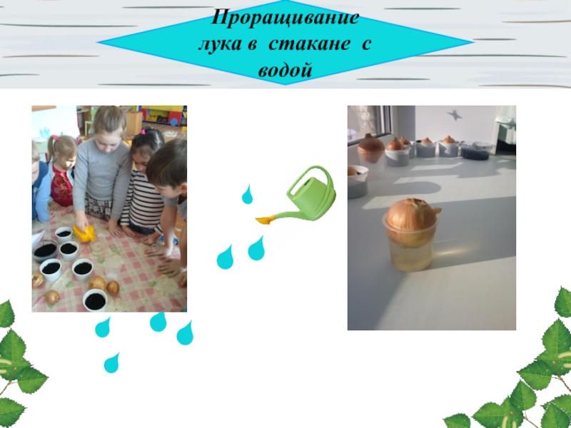 Проращивание лука в стакане с водой