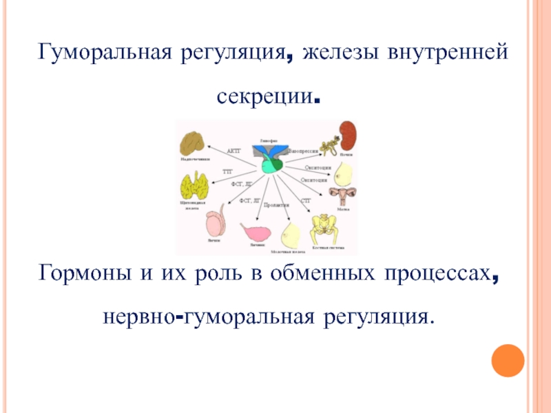 Реферат: Гормональная регуляция обмена углеводов при мышечной деятельности