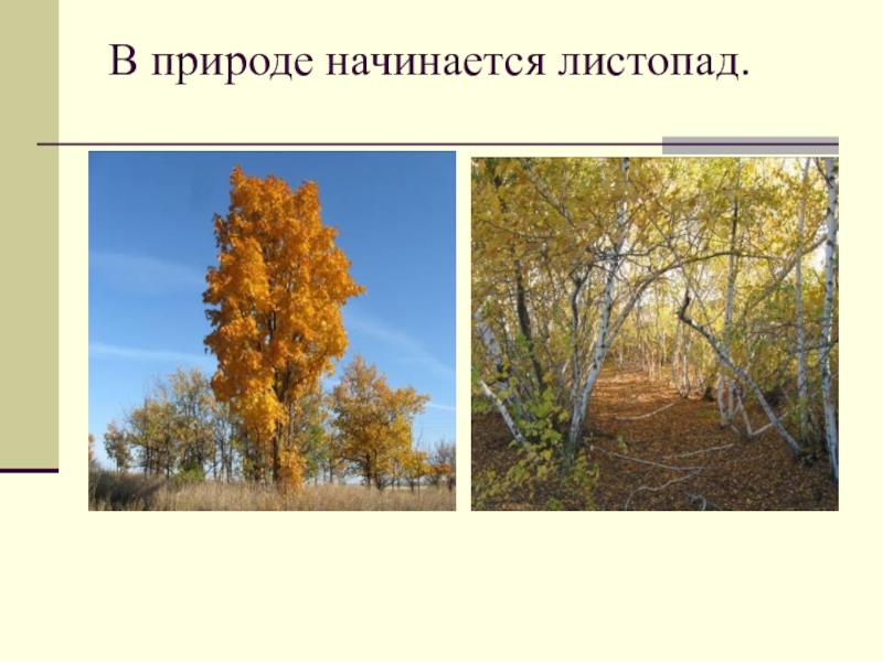 Начался листопад. Презентация в гости к осени. Окружающий мир в гости к осени. Листопад начался листопад. Начало листопада.