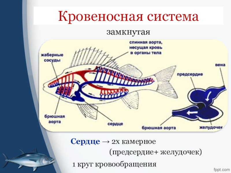 Рыба какой организм. Кровеносная система рыб. Кровеносная система рыб 7 класс. Строение кровеносной системы костных рыб. Замкнутая кровеносная система схема рыбы.