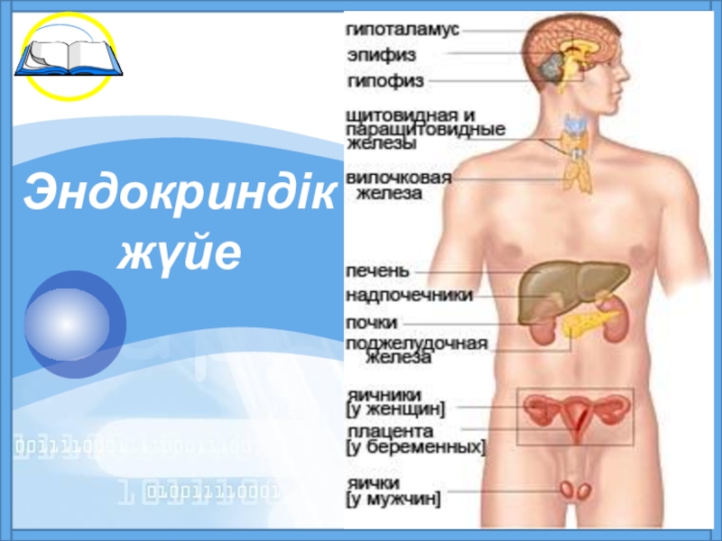 Ішкі секреция бездері аурулары презентация