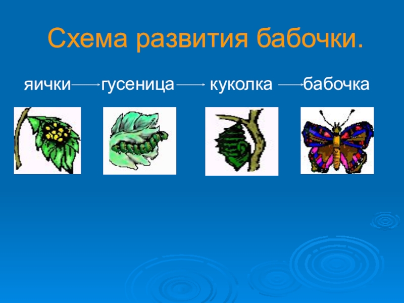 Развитие бабочки схема. Развитие бабочки. Схема развития бабочки для детей. Цикл развития бабочки схема. Развитие бабочки схема в картинках.