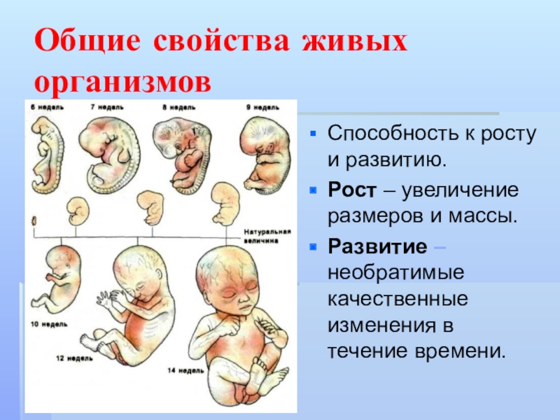 Рост и развитие организмов 6 класс биология презентация