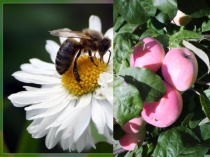 Презентация к уроку ПлодыФГОС (6 класс)